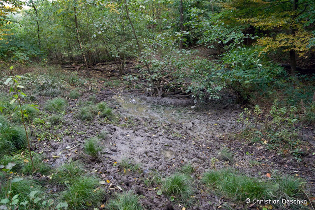 047_Tierspuren-Fotos