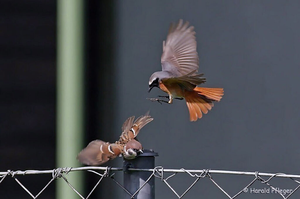 047_Voegel-an-Gebaeuden