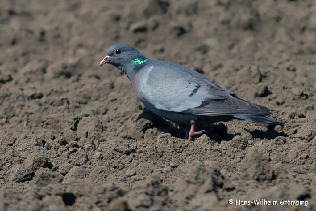047_Wildtauben