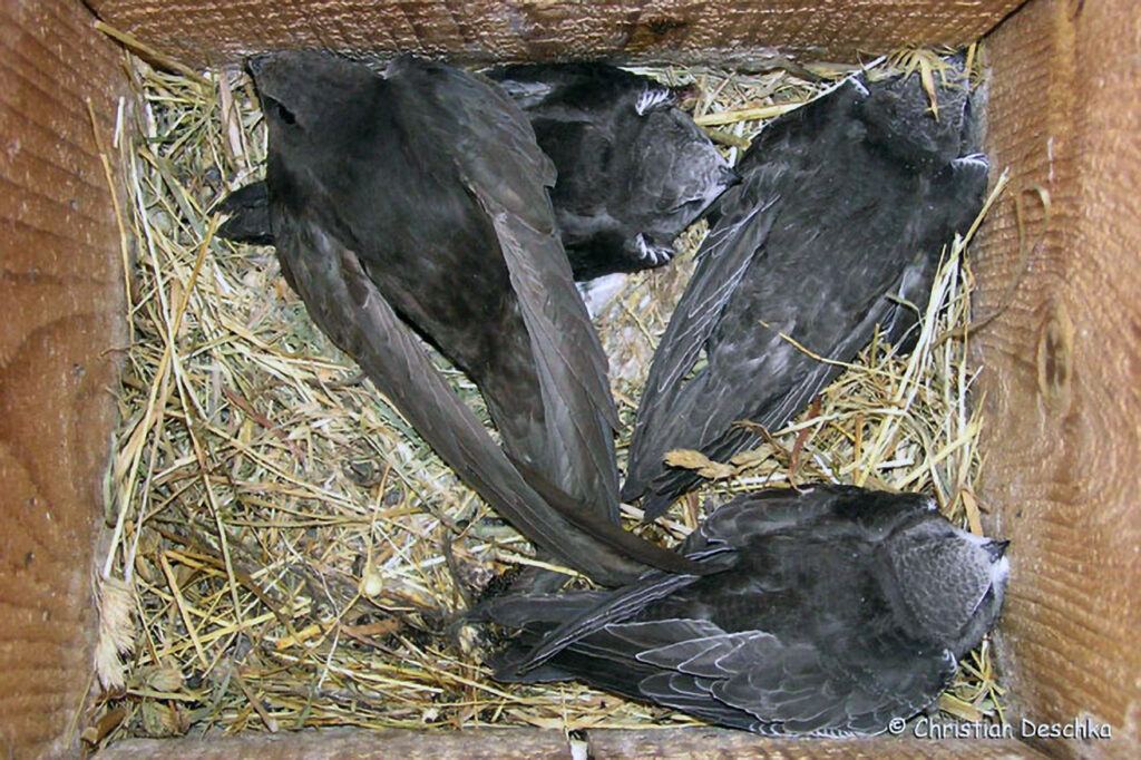 049_Mauerseglerprojekt