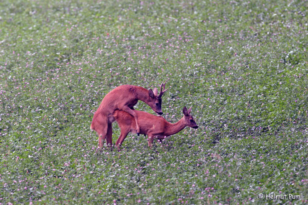 Reh / Capreolus capreolus