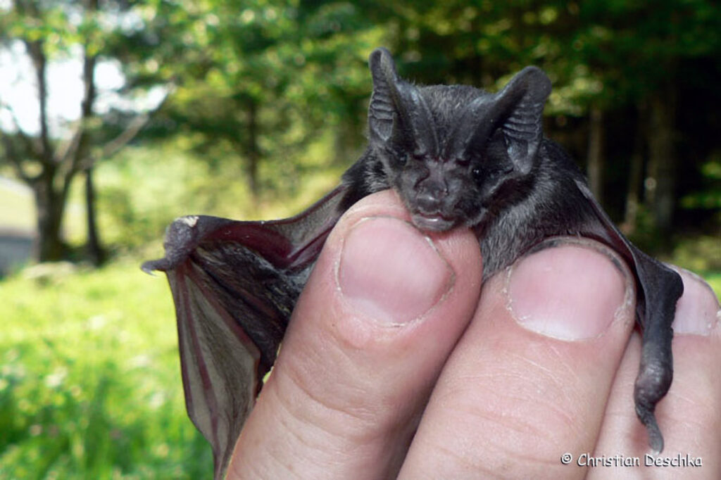 050_Fledermausprojekt