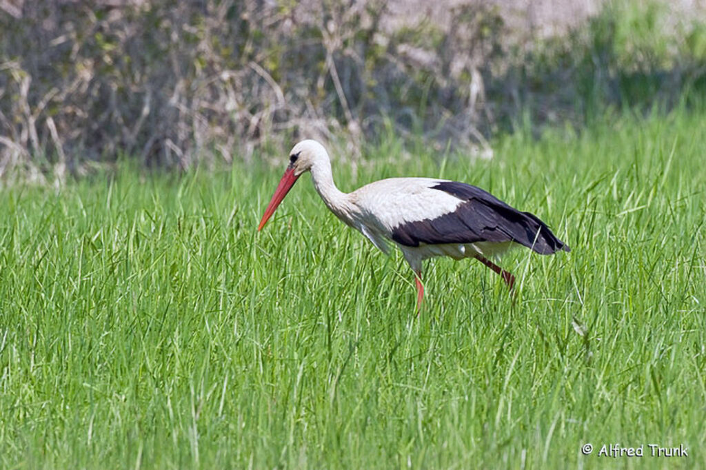 Weißstorch, Ciconia ciconia, White Stork