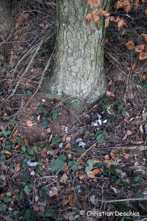 051_Tierspuren-im-Schnee