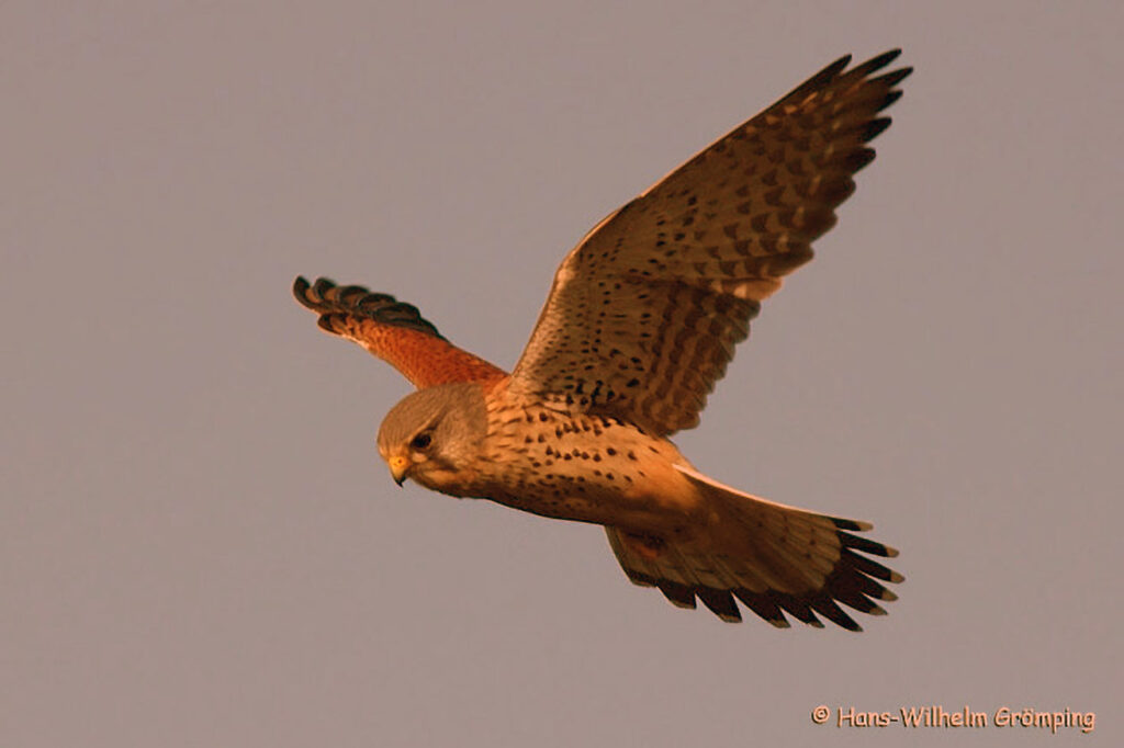 051_Voegel-an-Gebaeuden