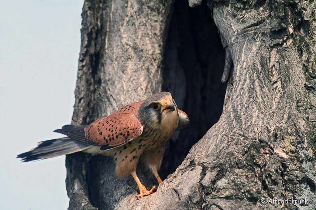 Turmfalke, Falco tinnunculus, Common Kestrel