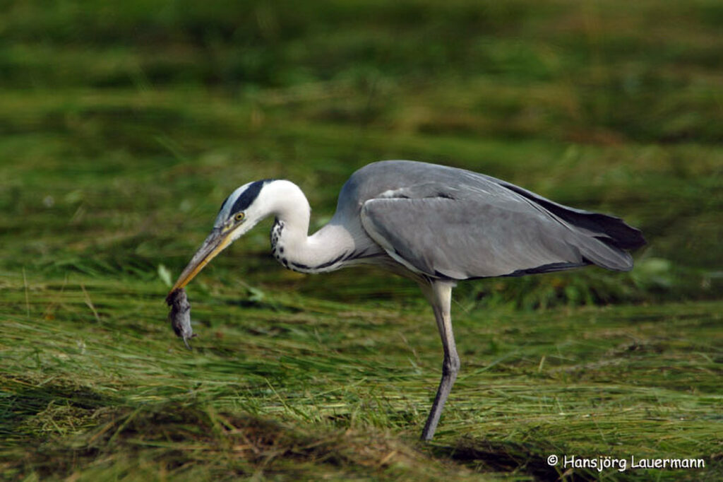 Graureiher, ad., 16.06.2006 (ND), Kis Balaton, HU, Kis Zala