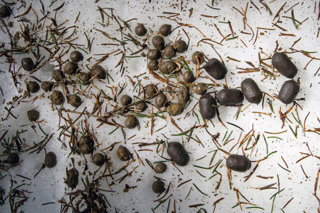 052_Tierspuren-Fotos