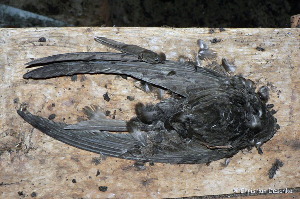 053_Mauerseglerprojekt