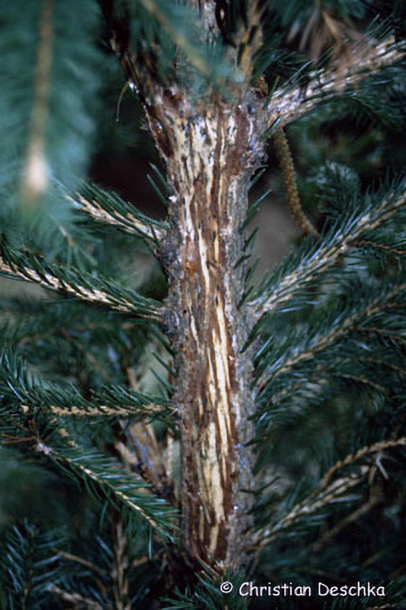 054_2_Tierspuren-Fotos