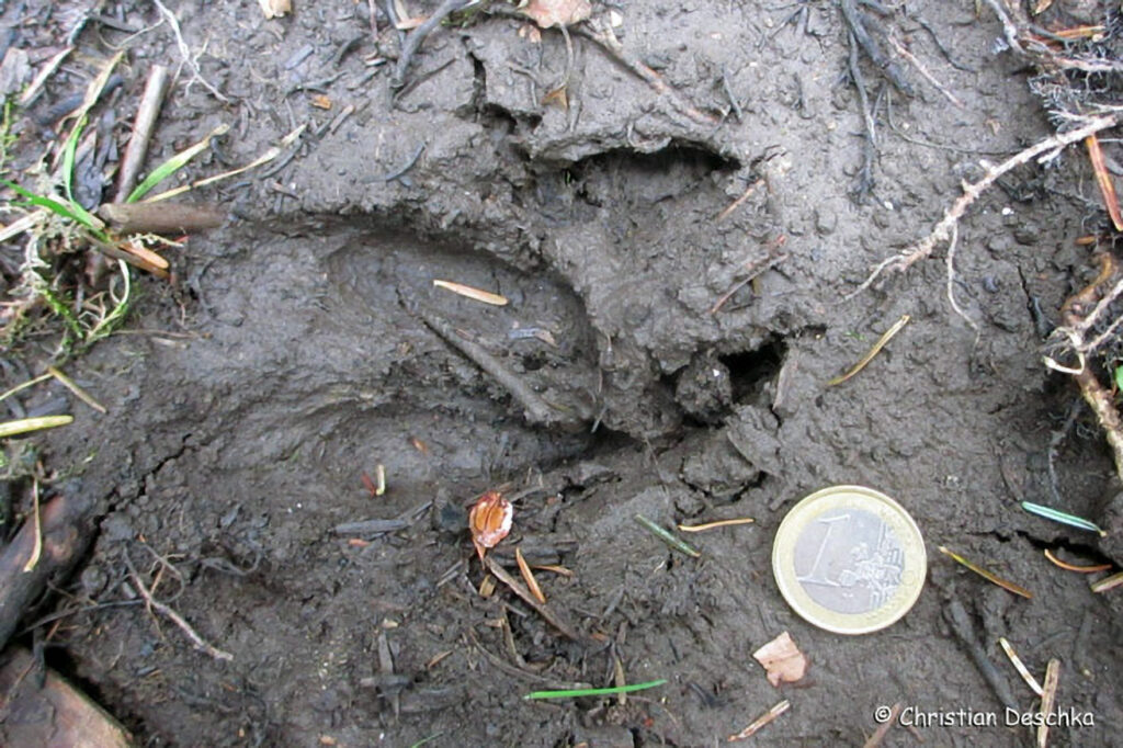 056_Tierspuren-Fotos