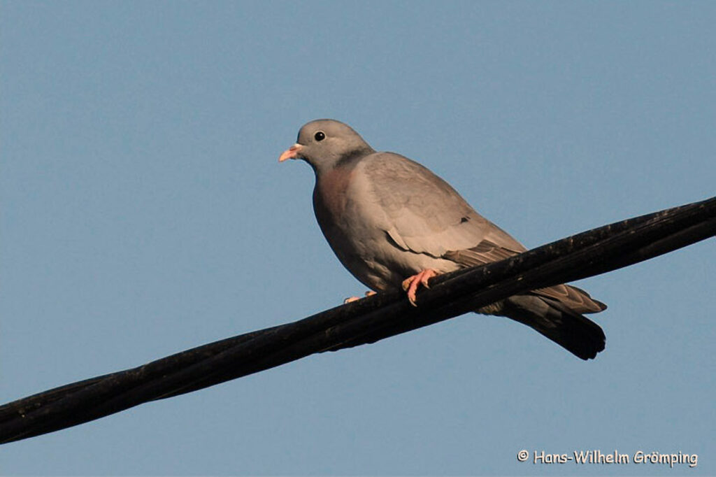 057_Wildtauben