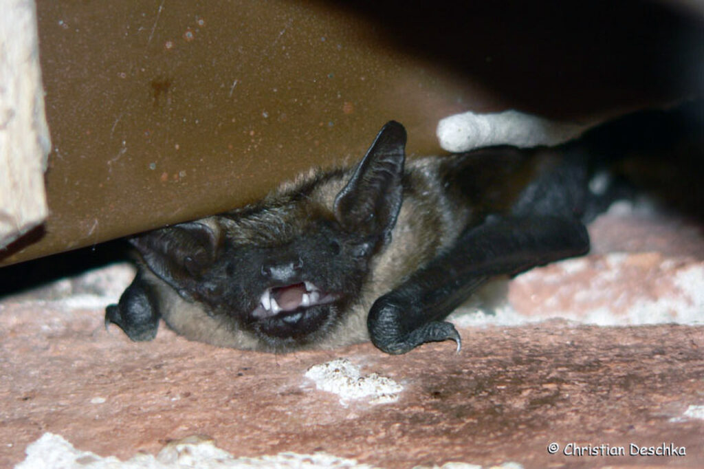 058_Fledermaeuse