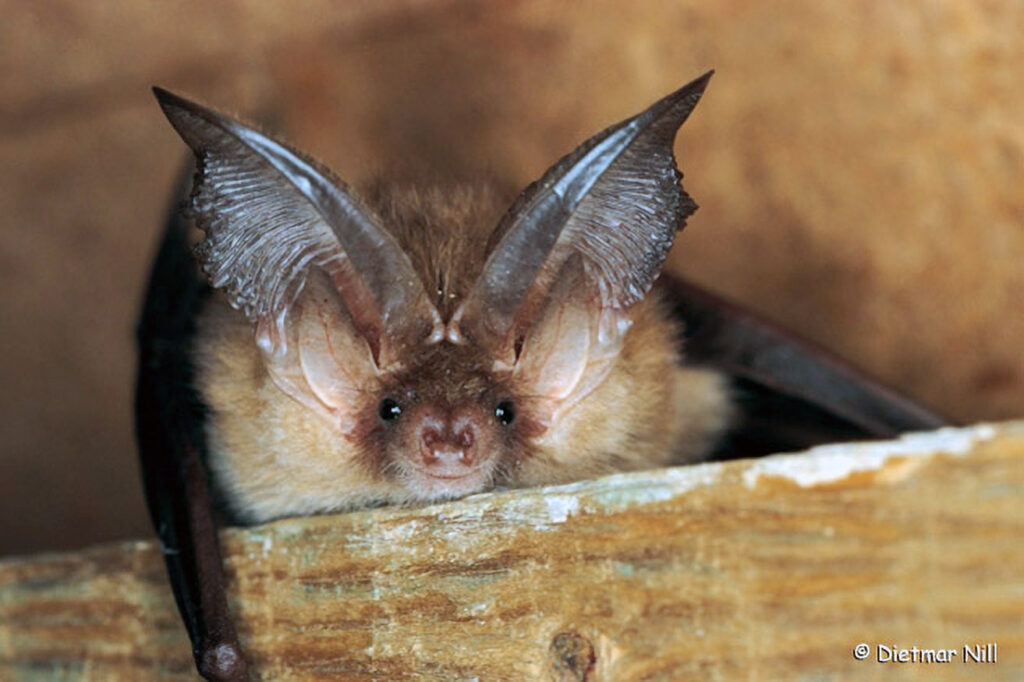 059_Fledermaeuse