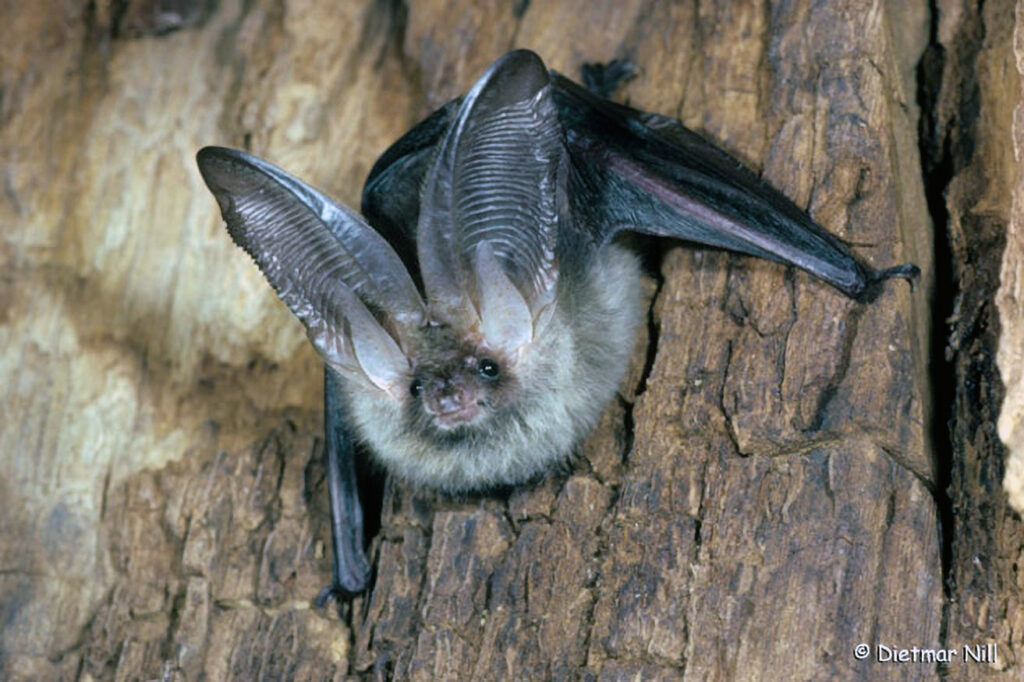Schwer unterscheidbar vom Braunen Langohr. Zum Winterschlaf verstecken Langohren ihre Ohren  unter den Fluegeln, um Austrocknung und Erfrierungen zu vermeiden, so dass nur noch der grosse, breite Tragus zu sehen ist. Das Verbreitungsgebiet erstreckt sich ueber Mittel- und Suedeuropa, Mittel- und Balkangebiet, Kaukasus. Waermebeduerftig, bezieht warme Sommerquartiere in Dachboeden von Wohnhaeusern und in Kirchendachstuehlen. Jagt oft im Randbereich menschlicher Siedlungen, an Hecken und Strassenlampen. Sie ist zum Ruettelflug auf der Stelle faehig. Faengt vorwiegend Nachtfalter, Zweifluegler und kleine Kaefer.
