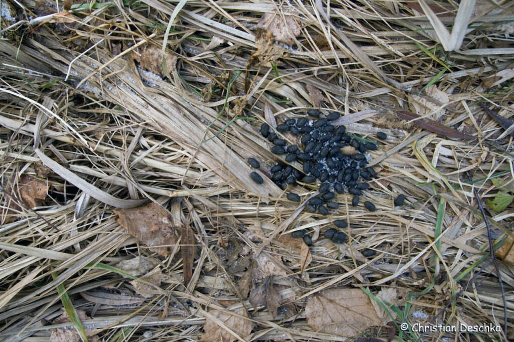 060_Tierspuren-Fotos