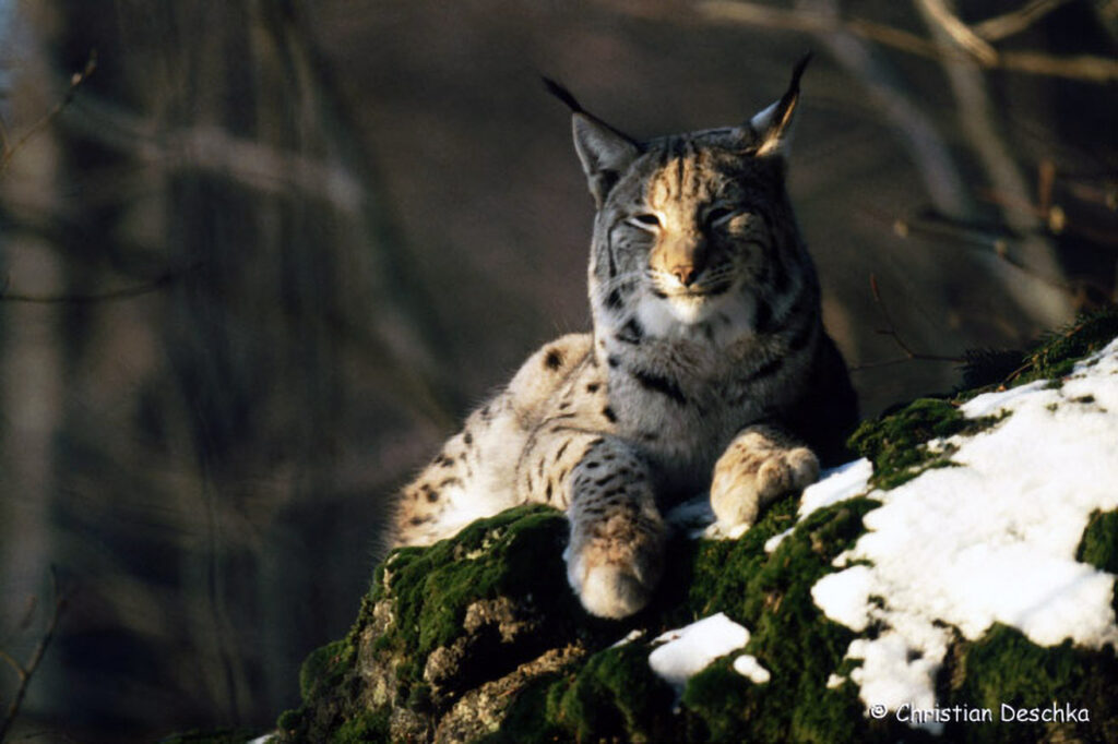 061_Luchs