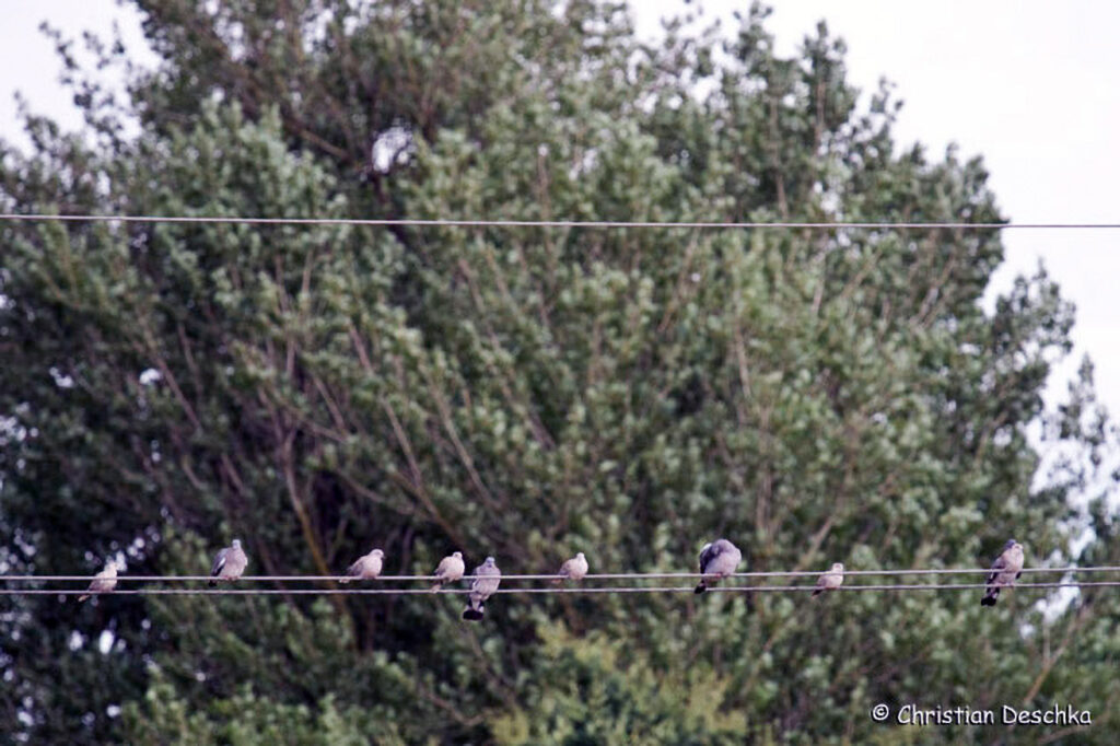 062_Wildtauben