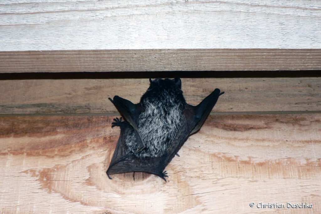 065_Fledermausprojekt