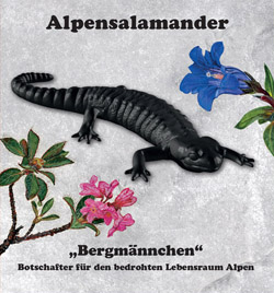 Alpensalamandermodell 25-Stück-Packung